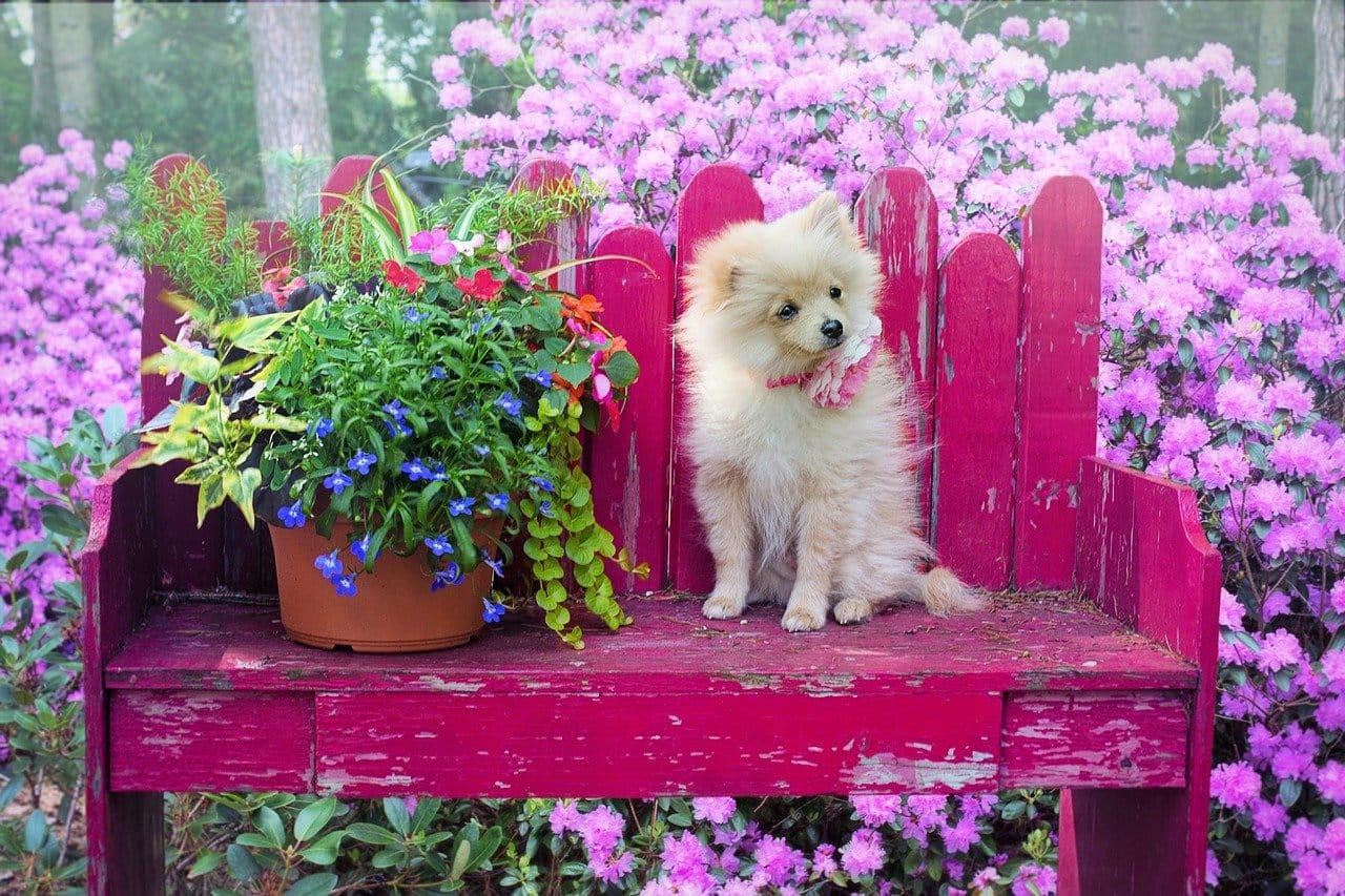 Performing a Small Garden Makeover