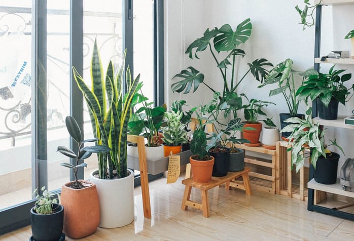 indoor plants