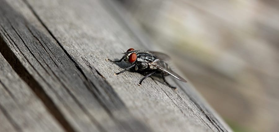 fly at home